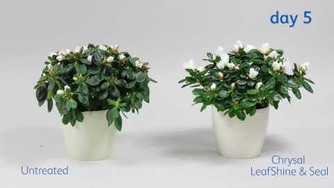 LeafShine & Seal and Azalea