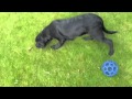 Labrador Puppy Zwart