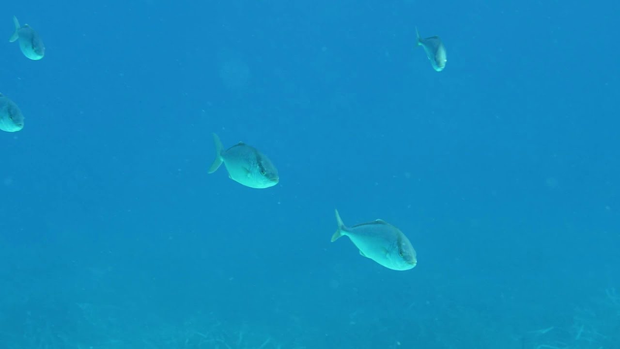 Grande sériole - Seriola dumerili