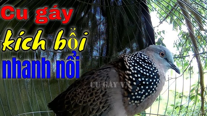 Tiếng chim cu gáy kích bổi - kích mồi cực nhạy / Cu gáy gọi bổi nhanh về /  Tiếng cu MỒI GÁY GỌI BỔI - YouTube