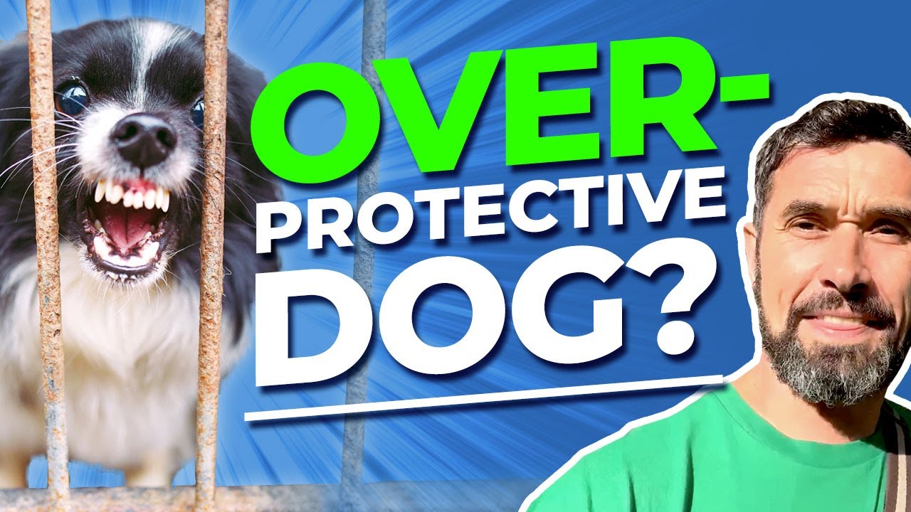 How to Tame an Aggressive, Overprotective Dog: Does Your Dog Over