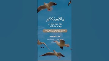 " وما من دابة في الأرض ولا طائر يطير بجناحيه " || سورة الأنعام [ 38 ] ~ الشيخ ياسر الدوسري