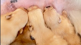 Newborn pomeranian pupies  #pomeranian