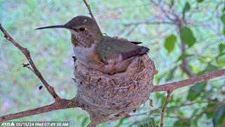 Watch Allen's Hummingbird "Olive" Lay Her Second Egg of 4th Clutch.