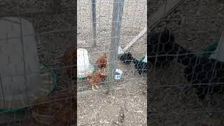 Baby Chicks In Their Coop