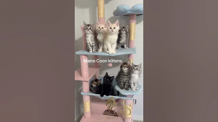 Video 10730801: mainecoonkitten cutecat, fluffy maine coon, baby maine coon, maine coon playing