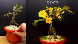 Yellow Apricot Blossom - Time Lapse