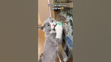 The Ultimate Catnip Ball—Endless Fun for Your Cat! 🎾 #catnip #cattoy #catowner