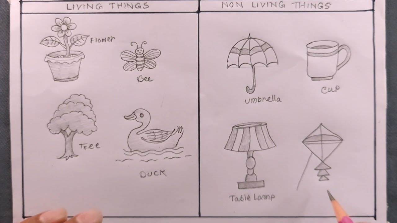 how to draw living things and non living things - YouTube
