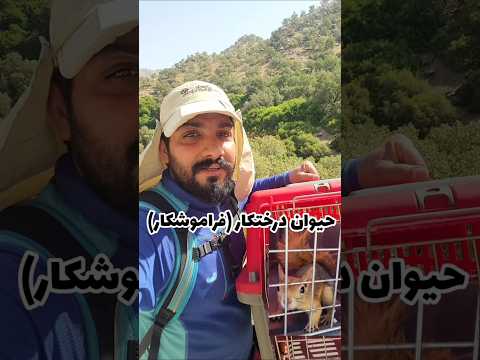 حیوان درختکار فراموش کار سنجاب  حیات وحش خوزستان  رامهرمز حیوانات وحشی