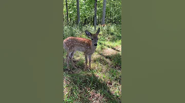Fawn Let S Me Pet It 