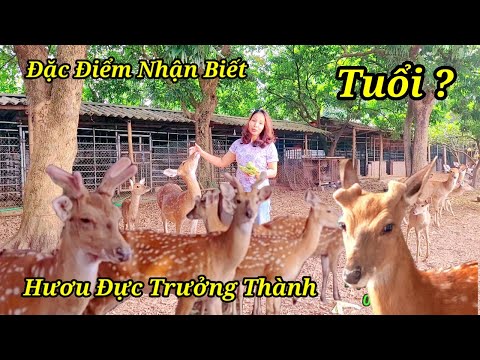 Video: Cách Chăm sóc Thằn lằn: 13 Bước (có Hình ảnh)