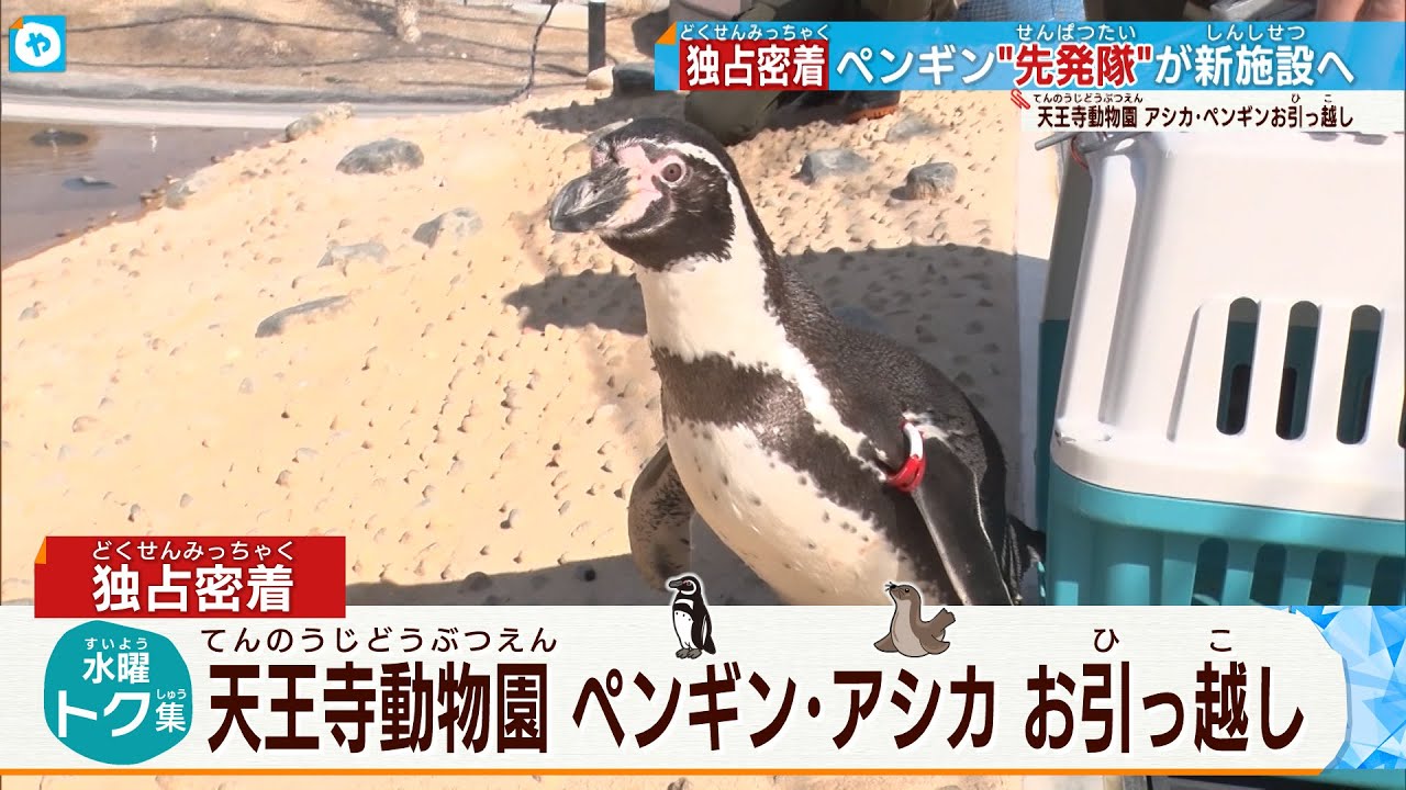 【独占密着】天王寺動物園ペンギン・アシカがお引っ越し