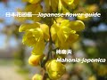 鬼の首飾り？！Demon necklace? !  季節の花　柊南天（ひいらぎなんてん）Mahonia japonica　日本花図鑑　Japanese flower guide