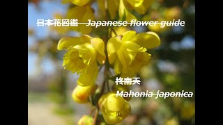 鬼の首飾り？！Demon necklace? !  季節の花　柊南天（ひいらぎなんてん）Mahonia japonica　日本花図鑑　Japanese flower guide