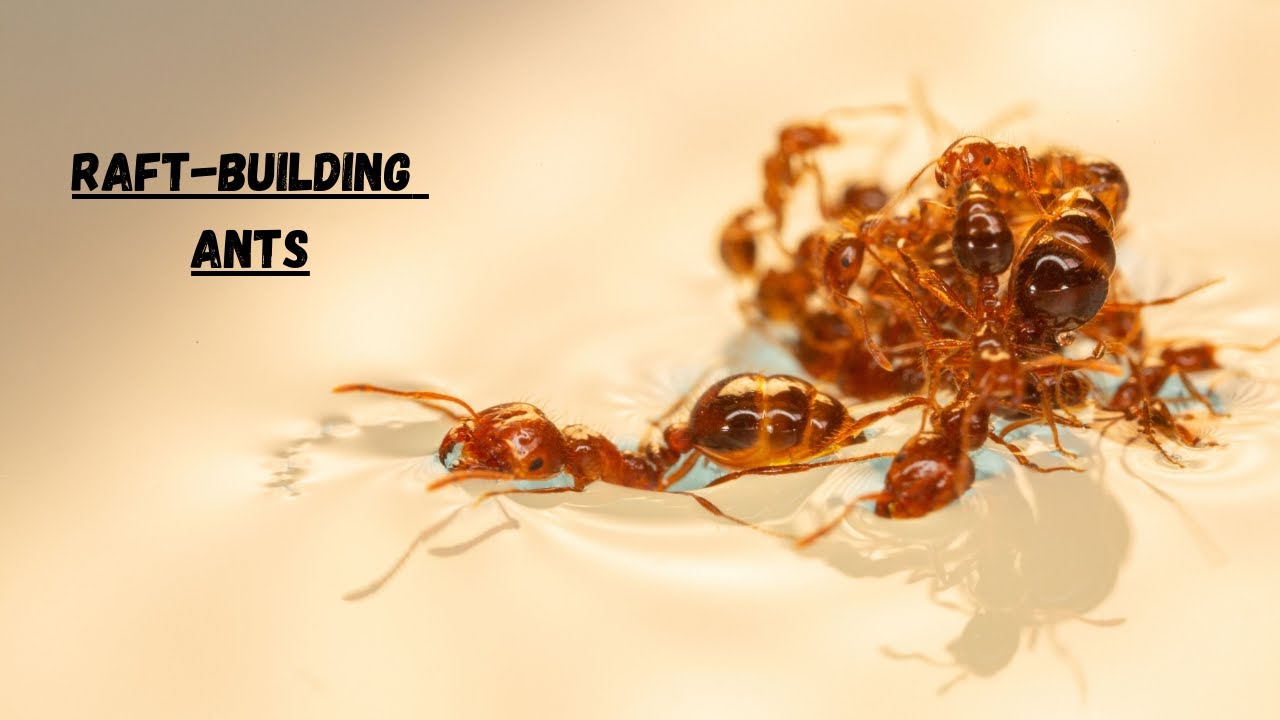 Raft building Ants - YouTube