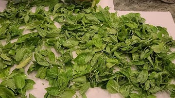 How to dry and preserve basil in the oven
