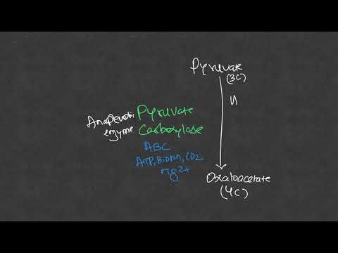 TCA Cycle - Amphibolic Role and Anaplerotic Reactions