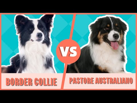 Video: Så du vil ha en border collie, men du har ikke en hage?