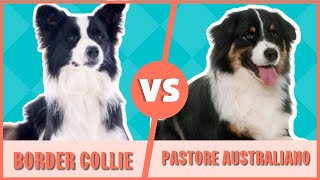 Border collie contro pastore australiano | Quale razza è migliore? | Differenze tra Collie e Pastore