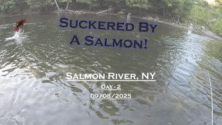 Fly Fishing For Salmon - Day 2 - Salmon River, NY (09/08/2025) - Completely Suckered!