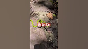 Tìm Hiểu Về Rắn Lục Kim – Loài Rắn Đẹp Độc Đáo Ở Việt Nam #Oriental Whip Snake
