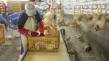 Chicken Crate Washing Machine