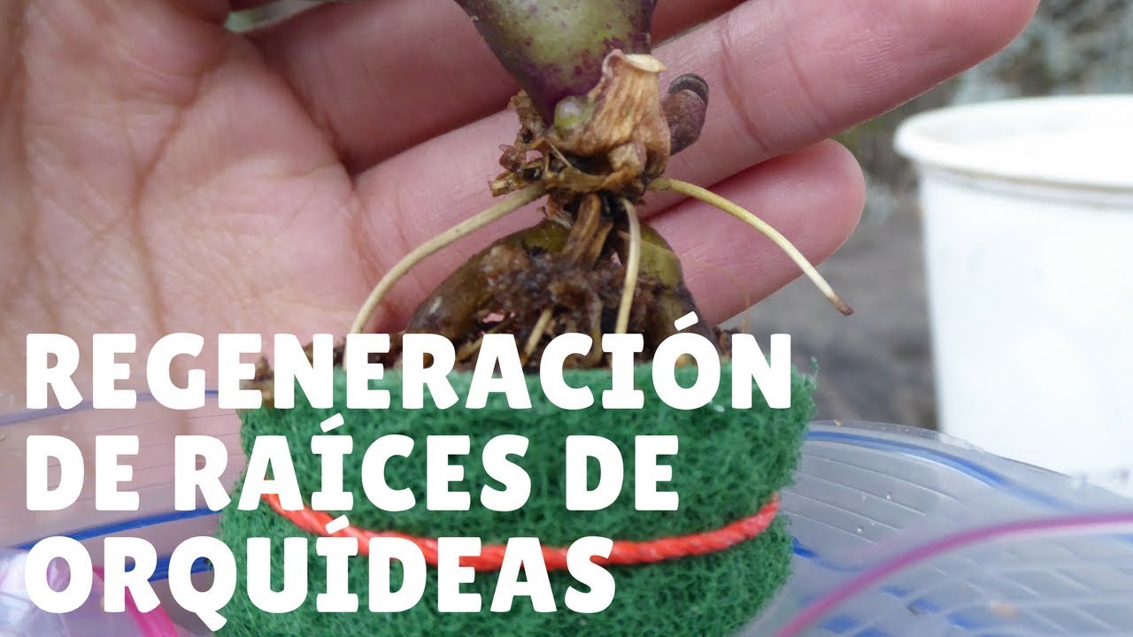 Raíces orquídeas podridas Raíces orquídeas podridas