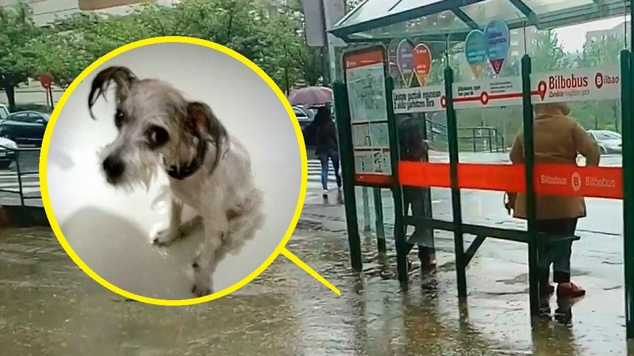 Под проливным дождем сидел и трясся крохотный песик с надеждой ...