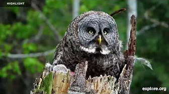 Great Gray Owl | Owl Research Institute | 2025 Highlights