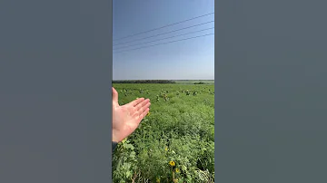 Жадность? или как не надо выращивать подсолнечник #shorts
