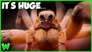 What Happens if You HOLD America's Largest Wolf Spider?