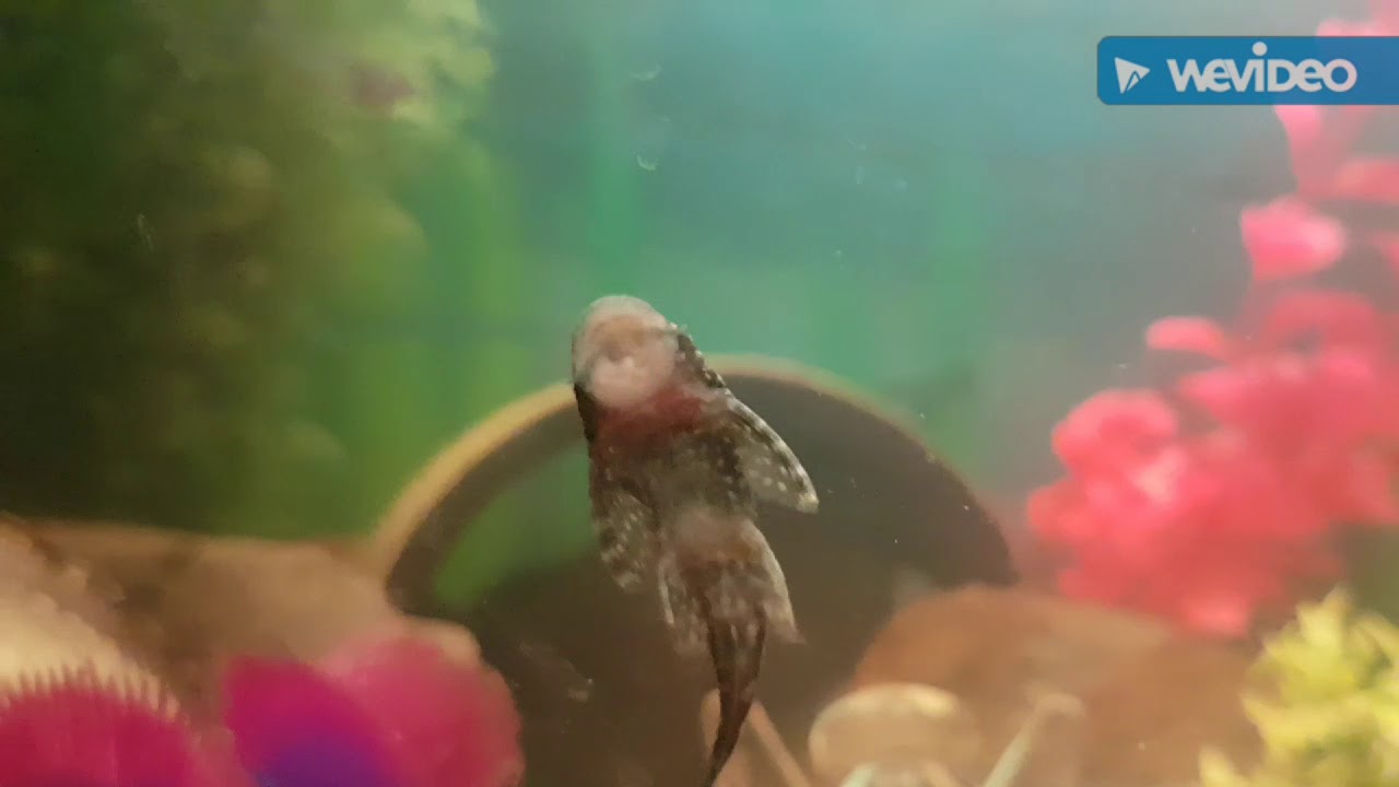 Stick to the code - Xxi produced by chronic sythe feat TL