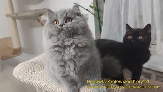 Ivette - kotka brytyjska długowłosa - 16 tygodni by Hodowla Kotów Brytyjskich Królewskie Koty*PL 214 views 9 months ago 1 minute, 2 seconds