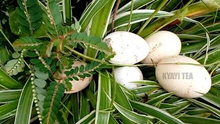 Download Lagu Eddagala Lirino Baliyita Eggi Ezize Okusobola Okulyawula Kuddala Wetegeleze Eggs Egyi Eggi MP3 Download Lagu Eddagala Lirino Baliyita Eggi Ezize Okusobola Okulyawula Kuddala Wetegeleze Eggs Egyi Eggi MP3