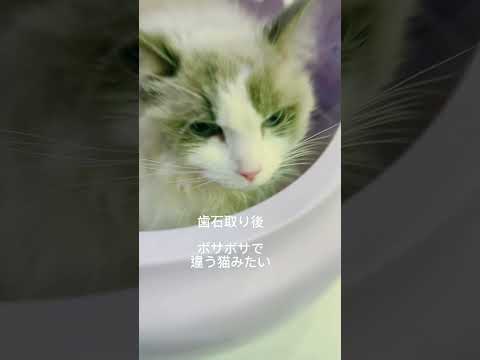 【ラグドール】病院にかかった前後の顔が別猫すぎた　#猫 #cat #shorts #歯石除去