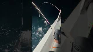 Sotong torak #shortvideo squid fishing #duelkiller