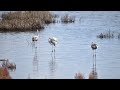 Nature Park SALINA Ulcinj, Montnegro - A Paradise for Flamingos