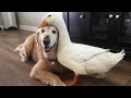 Dog And Duck Are Inseparable Best Friends