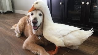 Dog And Duck Are Inseparable Best Friends Dog And Duck Are Inseparable Best Friends