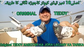 Teddy kabootar ka jora kaisay lagain | 10 no original teddy pigeons | teddy kabootar ki pehchan