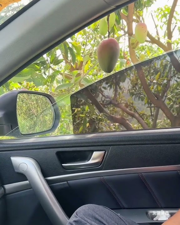 maling mangga #maling #mangga #malingviral #malingmotor #malingkotakamal #malingterekamcctv