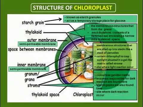 Biology Form 4 Chapter 6 Full Notes  malayansal