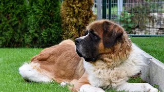 St. Bernard Dogs: 30 FAQs & Answers