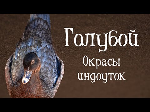 ГОЛУБОЙ. Окрасы индоуток: часть 8 - синий окрас. Окрасы мускусных уток