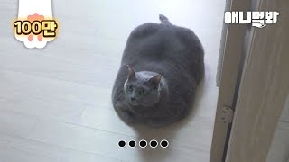 This Cat Is Chubby But Wasn't Like This At First