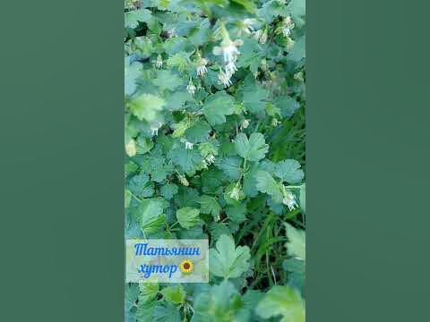 Мохнатый шмель на душистый.. крыжовник) - YouTube