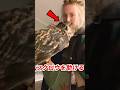 フクロウを助けたら...#動物 #動物のいる暮らし #ペット #ペットのいる暮らし #フクロウ