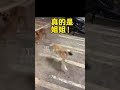 老媽來電說狗狗失蹤兩天了;原來它們跑五十多公裡看我來了。 狗狗:姐姐,我們太想你了~ #狗狗#狗狗的心思都寫在臉上了 #治癒 #狗是人類最忠誠的朋友 #插畫