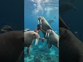 #man#swimming #with #playful #walrus